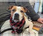 Small #18 American Pit Bull Terrier Mix