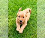 Small #3 Golden Retriever