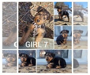 Medium Airedale Terrier