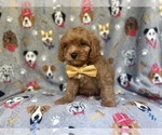 Small #3 Cavapoo