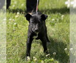 Small Labrador Retriever