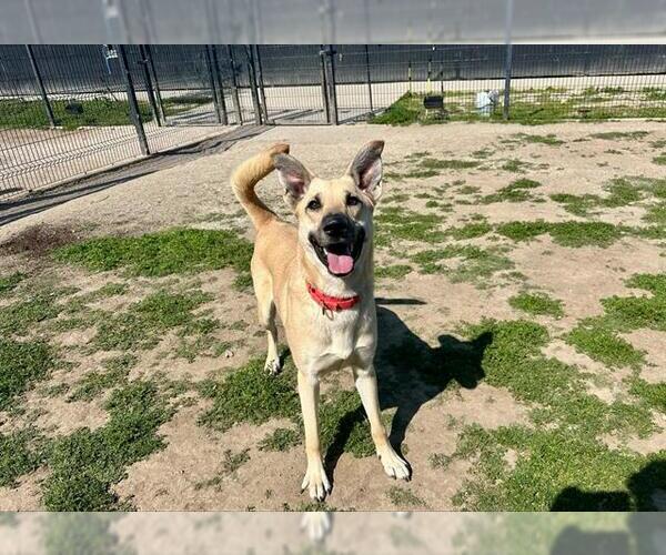 Medium Photo #3 German Shepherd Dog Puppy For Sale in Orange, CA, USA