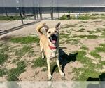 Small #2 German Shepherd Dog