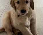 Puppy 5 Golden Retriever