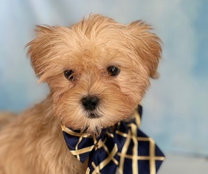 Mal-Shi Puppy for sale in CENTER HILL, FL, USA