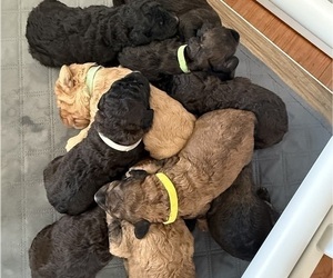 Bernedoodle Litter for sale in MOULTON, AL, USA