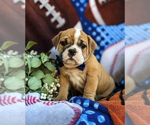 Olde English Bulldogge Puppy for sale in OXFORD, PA, USA