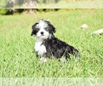 Small #1 Auss-Tzu