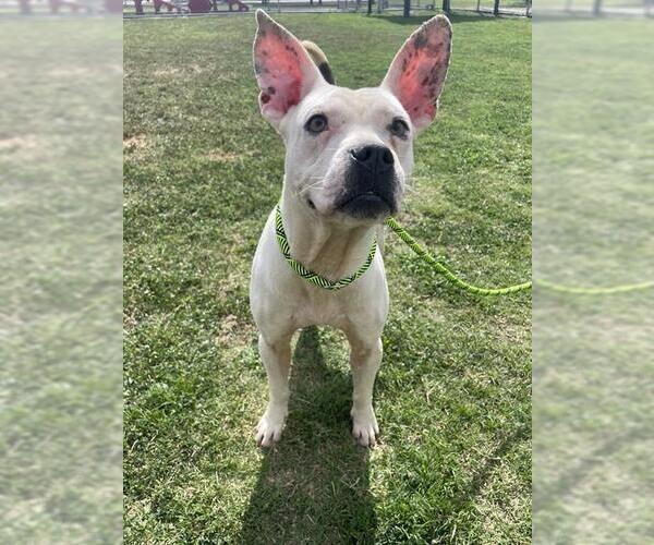 Medium Photo #2 American Pit Bull Terrier-Unknown Mix Puppy For Sale in Corpus Christi, TX, USA