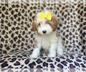Cavapoo Puppy for sale in LAKELAND, FL, USA