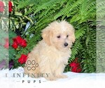 Small #1 Morkie