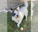 Small #1 Mutt
