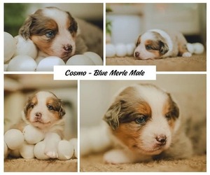 Miniature Australian Shepherd Puppy for sale in SARASOTA, FL, USA