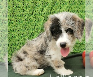 Pembroke Welsh Corgi-Poodle (Miniature) Mix Puppy for sale in LANCASTER, PA, USA