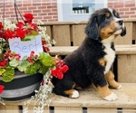Puppy Bert Bernese Mountain Dog