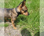 Small #3 Mutt