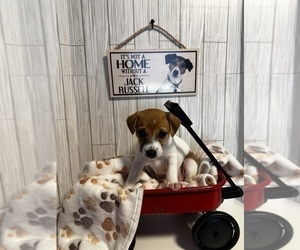 Jack Russell Terrier Puppy for sale in CROSS JUNCTION, VA, USA