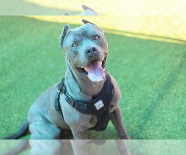 Medium Photo #2 American Staffordshire Terrier-Unknown Mix Puppy For Sale in Grand Prairie, TX, USA