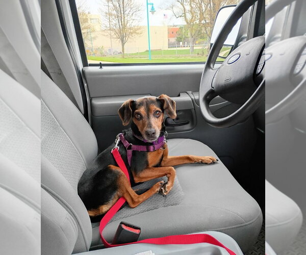 Medium Photo #6 Miniature Pinscher-Unknown Mix Puppy For Sale in Muskegon, MI, USA