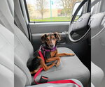Small #5 Miniature Pinscher Mix