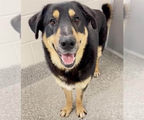 Medium Photo #1 Shepweiller Puppy For Sale in Houston, TX, USA