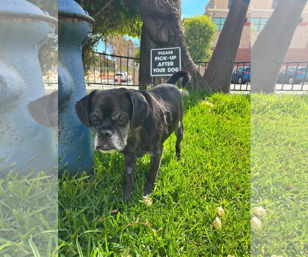 Medium Photo #5 Pug-Unknown Mix Puppy For Sale in San Diego, CA, USA