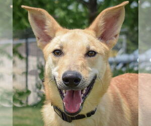 German Shepherd Dog-Unknown Mix Dogs for adoption in Huntley, IL, USA