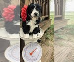 Small Photo #8 Aussiedoodle Miniature  Puppy For Sale in UNIONVILLE, IA, USA