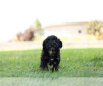Small #3 Schnoodle (Miniature)