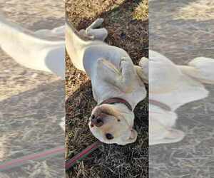 Labrador Retriever Puppy for sale in MARTIN, GA, USA