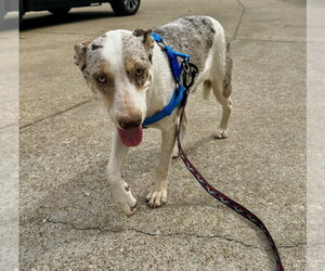 Thatch Ellis - Male Mutt Dog for Adoption - Photo #2