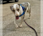 Small Photo #2 Mutt Puppy For Sale in Boston, MA, USA