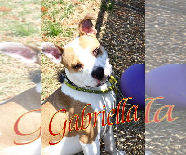 Medium Photo #5 American Pit Bull Terrier-Unknown Mix Puppy For Sale in Evansville, IN, USA