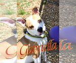 Small #4 American Pit Bull Terrier Mix