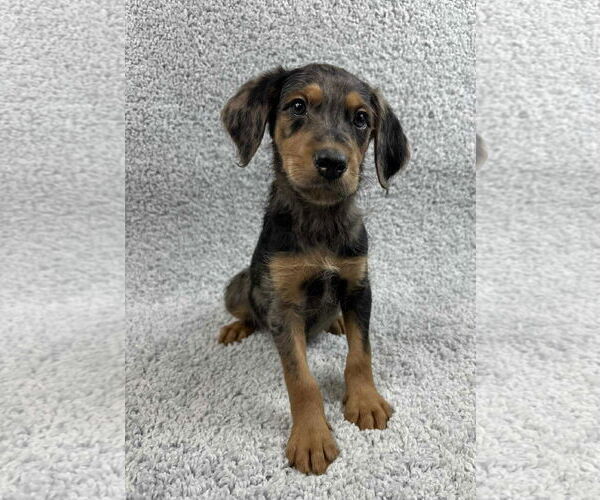 Medium Photo #3 Poodle (Standard)-Unknown Mix Puppy For Sale in Grafton, WI, USA