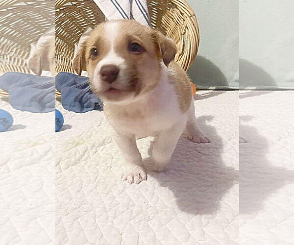 Medium Photo #5 Mutt Puppy For Sale in Westwood, NJ, USA