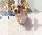 Small #4 Mutt