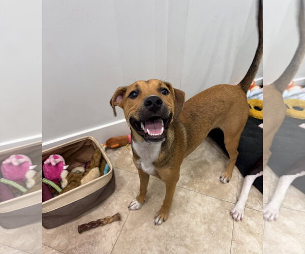 Medium Photo #1 Black Mouth Cur-Unknown Mix Puppy For Sale in Hilton Head, SC, USA