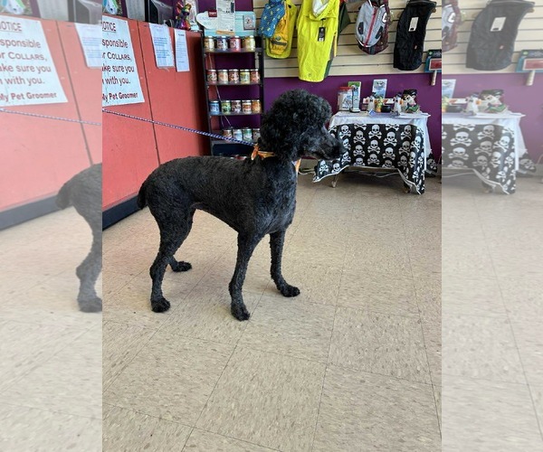 Medium Photo #7 Poodle (Standard) Puppy For Sale in Munford, TN, USA
