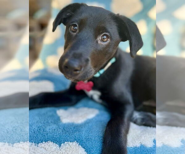 Medium Photo #1 Labrador Retriever-Unknown Mix Puppy For Sale in Boston, MA, USA