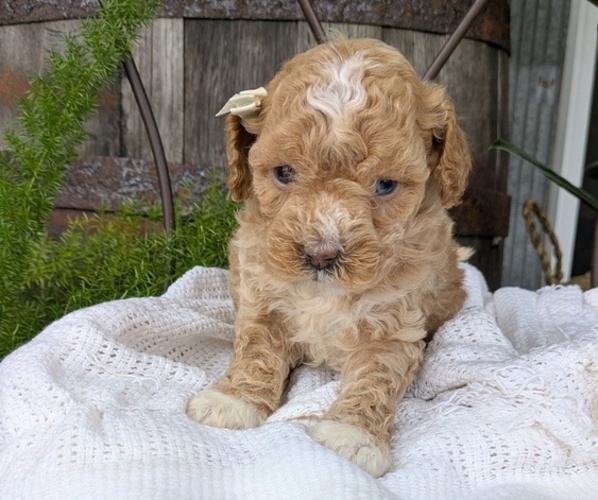 Medium Photo #3 Cavapoo Puppy For Sale in GOSHEN, IN, USA