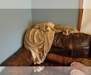 Wee-Poo Puppy for sale in STAFFORD SPRINGS, CT, USA