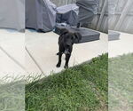 Small Photo #3 American Pit Bull Terrier-Labrador Retriever Mix Puppy For Sale in Shermans Dale, PA, USA