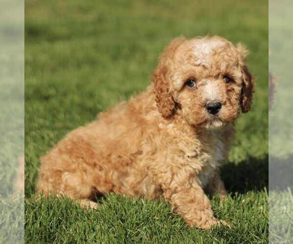 Medium Photo #3 Cavapoo (Miniature) Puppy For Sale in RONKS, PA, USA