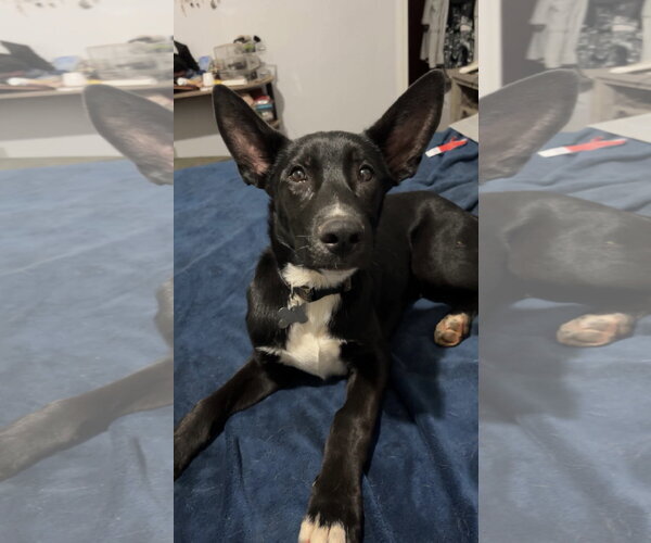 Medium Photo #14 Mutt Puppy For Sale in Holly Springs, NC, USA