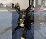 Small #13 Mutt
