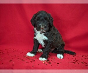 Portuguese Water Dog Puppy for sale in HAMILTON, MO, USA