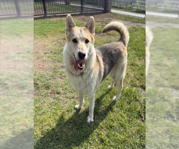 Medium Photo #2 Siberian Husky-Unknown Mix Puppy For Sale in Riverside, CA, USA