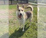 Small #1 Siberian Husky Mix