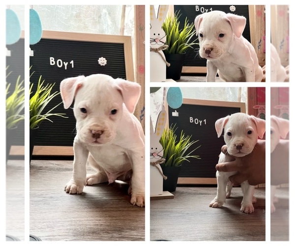 Medium Photo #6 American Bully Puppy For Sale in ROCKFORD, IL, USA